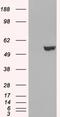 Interferon Regulatory Factor 6 antibody, EB05404, Everest Biotech, Western Blot image 
