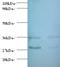 Transforming Growth Factor Alpha antibody, LS-C211994, Lifespan Biosciences, Western Blot image 