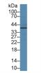 Junctional Adhesion Molecule 2 antibody, MBS2026095, MyBioSource, Western Blot image 