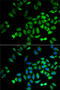 Angiopoietin Like 4 antibody, 18-445, ProSci, Immunofluorescence image 