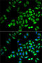 ARP4 antibody, 18-445, ProSci, Immunofluorescence image 