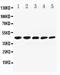 Neuropeptide Y Receptor Y1 antibody, PA1130, Boster Biological Technology, Western Blot image 