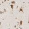 Synoviolin 1 antibody, NBP1-89668, Novus Biologicals, Immunohistochemistry paraffin image 