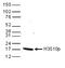 Histone H3 antibody, TA347196, Origene, Western Blot image 