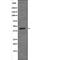 Sphingosine Kinase 1 antibody, PA5-64714, Invitrogen Antibodies, Western Blot image 