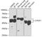 Cytochrome P450 Family 2 Subfamily F Member 1 antibody, 23-021, ProSci, Western Blot image 