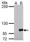 Myosin IC antibody, GTX125947, GeneTex, Western Blot image 