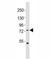 F-Box And WD Repeat Domain Containing 7 antibody, F53304-0.4ML, NSJ Bioreagents, Western Blot image 