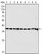 IgG1 antibody, LS-B14139, Lifespan Biosciences, Western Blot image 