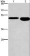 Doublesex And Mab-3 Related Transcription Factor 3 antibody, LS-C401608, Lifespan Biosciences, Western Blot image 