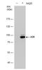 TNF Alpha Induced Protein 3 antibody, NBP2-20671, Novus Biologicals, Western Blot image 