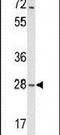 MOB Kinase Activator 2 antibody, PA5-26359, Invitrogen Antibodies, Western Blot image 