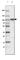 Catenin Beta 1 antibody, AMAb91210, Atlas Antibodies, Western Blot image 