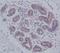 MYD88 Innate Immune Signal Transduction Adaptor antibody, M00025, Boster Biological Technology, Immunohistochemistry frozen image 