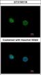 Nuclear Receptor Subfamily 2 Group C Member 2 antibody, GTX105119, GeneTex, Immunofluorescence image 