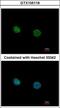 Tr4 antibody, GTX105119, GeneTex, Immunofluorescence image 