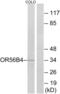 Olfactory Receptor Family 56 Subfamily B Member 4 antibody, abx015383, Abbexa, Western Blot image 