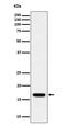 Elongin B antibody, M31718-1, Boster Biological Technology, Western Blot image 