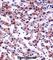 AKT1 Substrate 1 antibody, abx027931, Abbexa, Western Blot image 