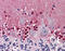 Cystathionine-Beta-Synthase antibody, 51-895, ProSci, Immunohistochemistry paraffin image 