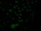 Nucleoporin 153 antibody, CSB-RA986790A0HU, Cusabio, Immunofluorescence image 