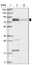 Mitochondrial TRNA Translation Optimization 1 antibody, HPA030230, Atlas Antibodies, Western Blot image 