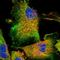 VPS8 Subunit Of CORVET Complex antibody, NBP1-82007, Novus Biologicals, Immunocytochemistry image 