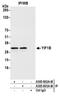 Yip1 Interacting Factor Homolog B, Membrane Trafficking Protein antibody, A305-803A-M, Bethyl Labs, Immunoprecipitation image 