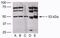 Ribosomal Oxygenase 2 antibody, 40-9500, Invitrogen Antibodies, Western Blot image 