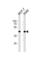 Cyclin Dependent Kinase 20 antibody, abx034907, Abbexa, Western Blot image 