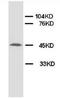 RAGE antibody, AP23365PU-N, Origene, Western Blot image 