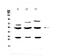 Glycogen Synthase Kinase 3 Alpha antibody, A03152-2, Boster Biological Technology, Western Blot image 