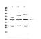 Glycogen Synthase Kinase 3 Alpha antibody, A03152-2, Boster Biological Technology, Western Blot image 