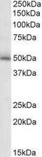 Gamma-Aminobutyric Acid Type A Receptor Gamma2 Subunit antibody, GTX88118, GeneTex, Western Blot image 