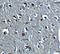 Relaxin 3 antibody, NBP2-41317, Novus Biologicals, Immunohistochemistry paraffin image 