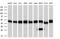 Protein Phosphatase Methylesterase 1 antibody, MA5-25027, Invitrogen Antibodies, Western Blot image 