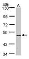 Calcium/Calmodulin Dependent Protein Kinase IV antibody, PA5-28586, Invitrogen Antibodies, Western Blot image 