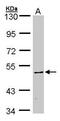 Calcium/calmodulin-dependent protein kinase type IV antibody, PA5-28586, Invitrogen Antibodies, Western Blot image 