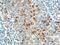 Interleukin 2 antibody, 60306-1-Ig, Proteintech Group, Immunohistochemistry frozen image 