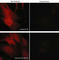 Coronin 1B antibody, CP2621, ECM Biosciences, Immunocytochemistry image 