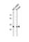 Calbindin 1 antibody, abx034864, Abbexa, Western Blot image 