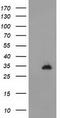 CTD Small Phosphatase 1 antibody, TA502209S, Origene, Western Blot image 