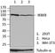 Inhibitor Of Nuclear Factor Kappa B Kinase Subunit Beta antibody, 688402, BioLegend, Western Blot image 