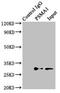 Proteasome Subunit Alpha 1 antibody, LS-C679225, Lifespan Biosciences, Immunoprecipitation image 