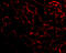 Receptor Interacting Serine/Threonine Kinase 3 antibody, 2283, QED Bioscience, Immunofluorescence image 