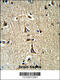 Glycerol-3-Phosphate Dehydrogenase 1 antibody, 63-493, ProSci, Immunohistochemistry paraffin image 