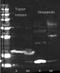 Streptavidin antibody, orb344755, Biorbyt, Western Blot image 