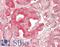 Tubulin Alpha 4a antibody, LS-B14624, Lifespan Biosciences, Immunohistochemistry paraffin image 