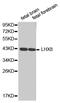 LHX8 antibody, PA5-76672, Invitrogen Antibodies, Western Blot image 