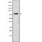 NCK Interacting Protein With SH3 Domain antibody, abx217068, Abbexa, Western Blot image 